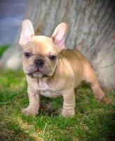 TEDD, a male French Bulldog for sale in Los Angeles, CA – Photo 5 of 10
