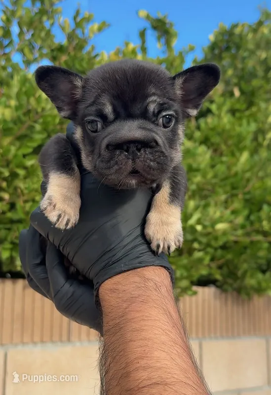 KODAK – French Bulldog puppy for sale in Los Angeles, CA