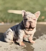 DAISY, a female French Bulldog for sale in Los Angeles, CA – 10 of 10
