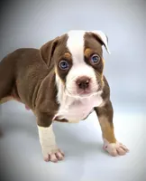 Truffle, a male American Bully for sale in Los Angeles, CA – Photo 2 of 10