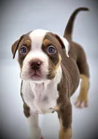 Truffle, a male American Bully for sale in Los Angeles, CA – Photo 4 of 10