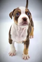 Truffle, a male American Bully for sale in Los Angeles, CA – Photo 3 of 10