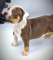 Truffle, a male American Bully for sale in Los Angeles, CA – Photo 5 of 10