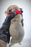 ROCKET, a male French Bulldog for sale in Los Angeles, CA – Photo 9 of 10