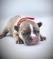 ROCKET, a male French Bulldog for sale in Los Angeles, CA – Photo 6 of 10