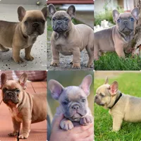 ROCKET, a male French Bulldog for sale in Los Angeles, CA – Photo 10 of 10