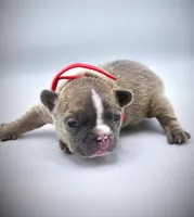 ROCKET, a male French Bulldog for sale in Los Angeles, CA – Photo 4 of 10