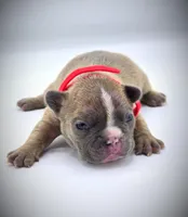 ROCKET, a male French Bulldog for sale in Los Angeles, CA – Photo 3 of 10