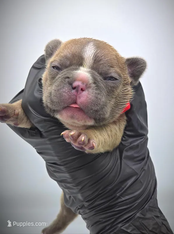 ROCKET, a male French Bulldog for sale in Los Angeles, CA – Photo 1 of 10