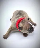 ROCKET, a male French Bulldog for sale in Los Angeles, CA – Photo 8 of 10