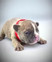 ROCKET, a male French Bulldog for sale in Los Angeles, CA – Photo 7 of 10