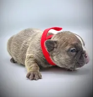 ROCKET, a male French Bulldog for sale in Los Angeles, CA – Photo 5 of 10