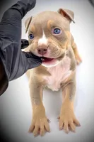 Arlo, a male American Bully for sale in Los Angeles, CA – Photo 3 of 9