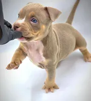 Arlo, a male American Bully for sale in Los Angeles, CA – Photo 5 of 9