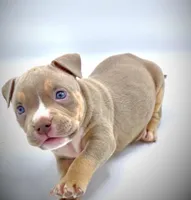 Arlo, a male American Bully for sale in Los Angeles, CA – Photo 2 of 9