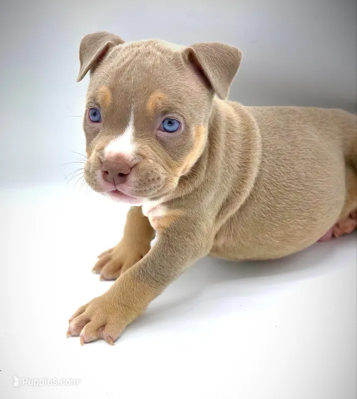 Arlo, a male American Bully for sale in Los Angeles, CA – Photo 1 of 9