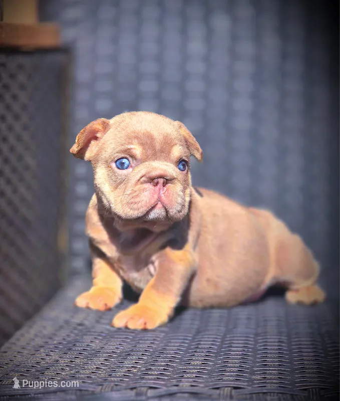 DAISY – French Bulldog puppy for sale in Los Angeles, CA