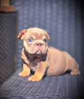 DAISY, a female French Bulldog for sale in Los Angeles, CA – 1 of 10