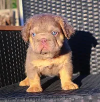 TEDDYY, a male French Bulldog for sale in Los Angeles, CA – 6 of 10