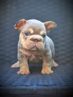 LILY, a female French Bulldog for sale in Los Angeles, CA – 3 of 10