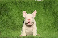 DINO, a male French Bulldog for sale in Los Angeles, CA – 3 of 4