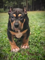 CODAK, a male American Bully for sale in Los Angeles, CA – Photo 1 of 10