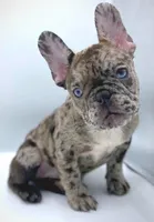 COCCO, a female French Bulldog for sale in Los Angeles, CA – Photo 2 of 7