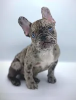 COCCO, a female French Bulldog for sale in Los Angeles, CA – Photo 4 of 7