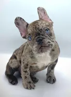 COCCO, a female French Bulldog for sale in Los Angeles, CA – Photo 1 of 7