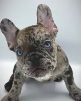 COCCO, a female French Bulldog for sale in Los Angeles, CA – Photo 7 of 7