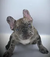 COCCO, a female French Bulldog for sale in Los Angeles, CA – Photo 3 of 7
