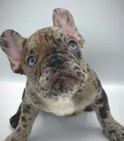 COCCO, a female French Bulldog for sale in Los Angeles, CA – Photo 6 of 7