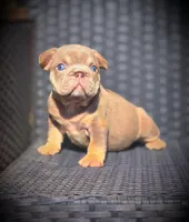 DAISY, a female French Bulldog for sale in Los Angeles, CA – 3 of 10