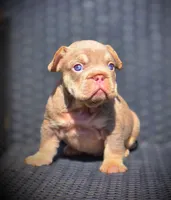 YOGI, a male French Bulldog for sale in Los Angeles, CA – 3 of 10