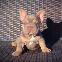 DAIISY, a female French Bulldog for sale in Los Angeles, CA – 6 of 10