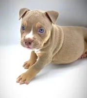 NEVIAH X TRUFFLES, a male American Bully for sale in Los Angeles, CA – Photo 6 of 10