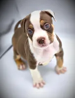 NEVIAH X TRUFFLES, a male American Bully for sale in Los Angeles, CA – Photo 5 of 10