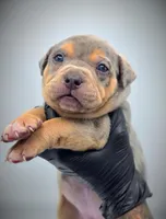 NEVIAH X TRUFFLES, a male American Bully for sale in Los Angeles, CA – Photo 4 of 10