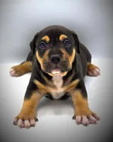 NEVIAH X TRUFFLES, a male American Bully for sale in Los Angeles, CA – Photo 2 of 10