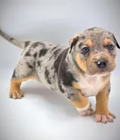 NEVIAH X TRUFFLES, a male American Bully for sale in Los Angeles, CA – Photo 3 of 10