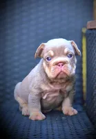 YOGI, a male French Bulldog for sale in Los Angeles, CA – 2 of 10