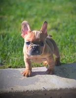 AGITHA, a female French Bulldog for sale in Los Angeles, CA – Photo 10 of 10