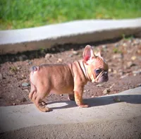 AGITHA, a female French Bulldog for sale in Los Angeles, CA – Photo 9 of 10