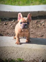AGITHA, a female French Bulldog for sale in Los Angeles, CA – Photo 6 of 10