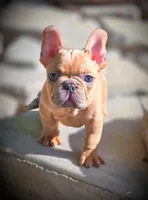 AGITHA, a female French Bulldog for sale in Los Angeles, CA – Photo 3 of 10