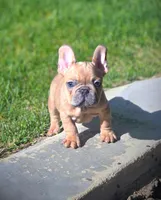 AGITHA, a female French Bulldog for sale in Los Angeles, CA – Photo 5 of 10