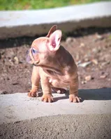 AGITHA, a female French Bulldog for sale in Los Angeles, CA – Photo 7 of 10