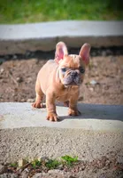 AGITHA, a female French Bulldog for sale in Los Angeles, CA – Photo 8 of 10