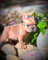 AGITHA, a female French Bulldog for sale in Los Angeles, CA – Photo 1 of 10