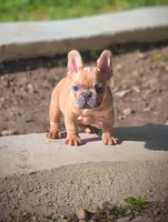 AGITHA, a female French Bulldog for sale in Los Angeles, CA – Photo 4 of 10
